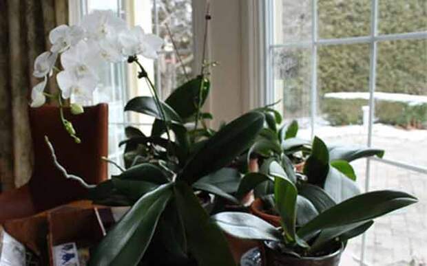 plants0217-13.jpg
