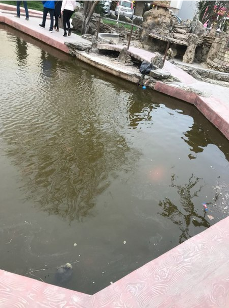 В севастопольском водоёме плавает дохлая черепаха (ФОТО)