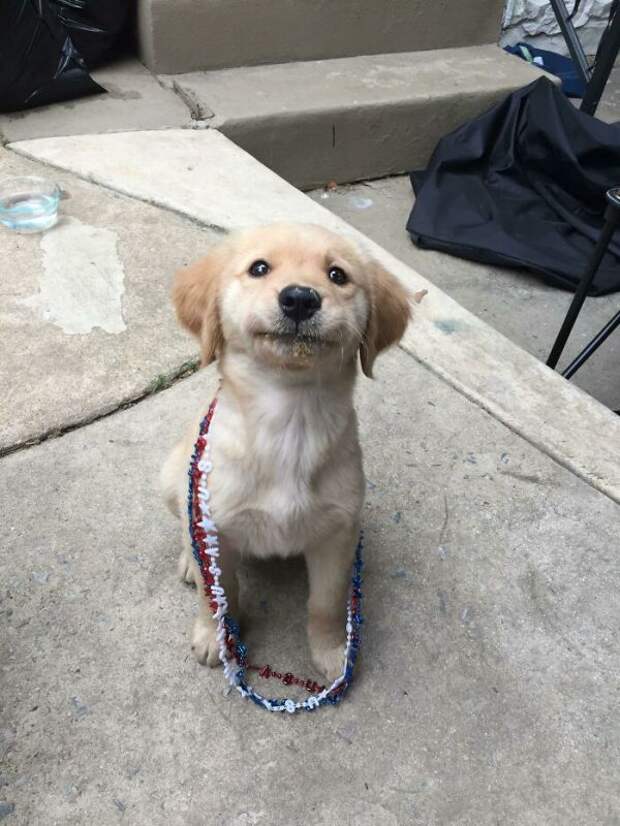 cмешные животные и еда