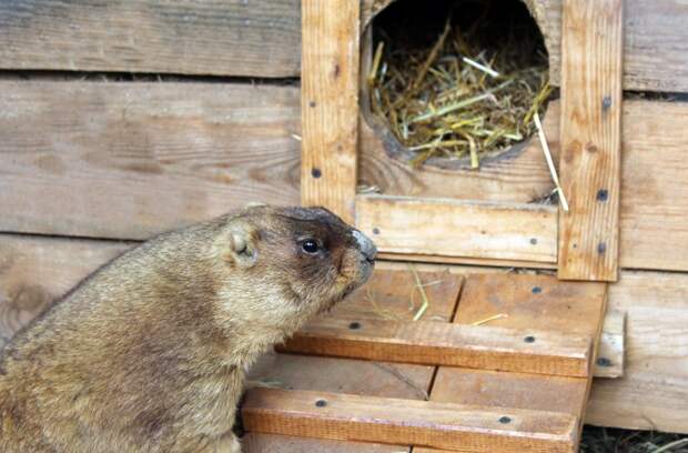 Сурок в нижегородском зоопарке «Лимпопо» еще находится в спячке