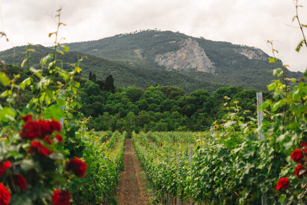 Вино и климат: как происходят изменения