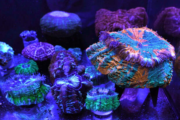 Разнообразие флуоресцентных кораллов