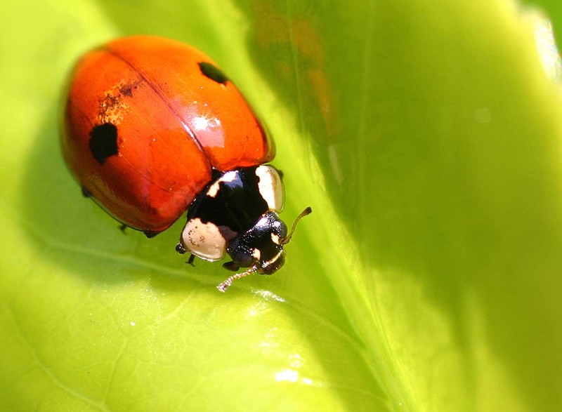 Двухточечная коровка (лат. Adalia bipunctata) животные, факты