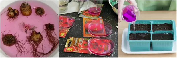 Такая незаменимая марганцовка - Огород, сад, балкон - Медиаплатформа ...