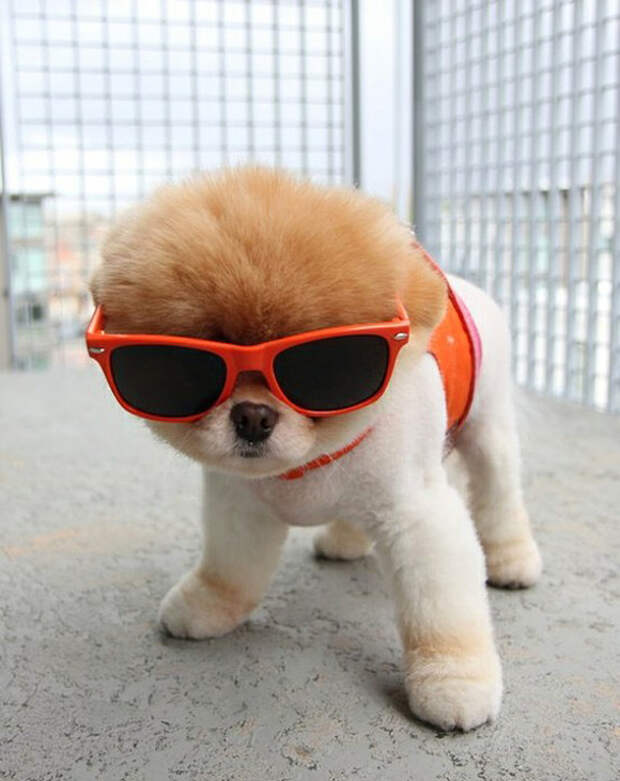 Hipster-Puppies