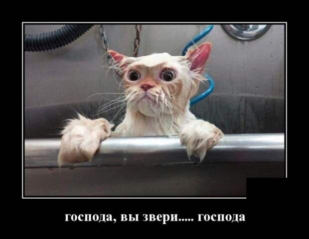 Демотиваторы (30 фото)