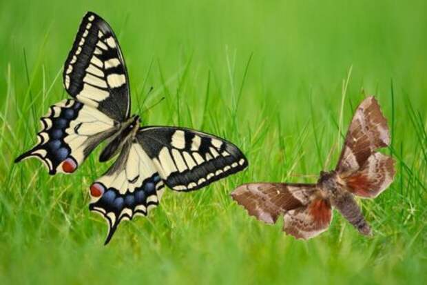 В чем разница между мотыльками и бабочками?