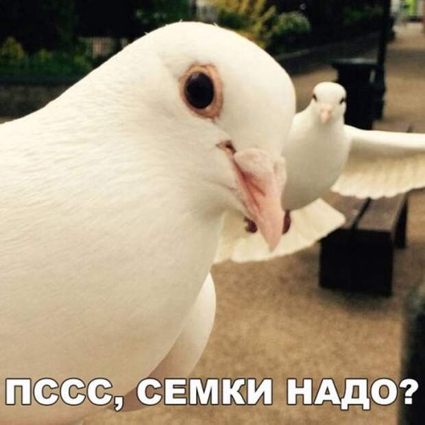 Прикольные фотомемы в новом сборнике (24 шт)