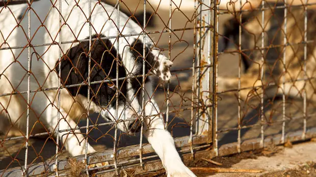 Ростовские волонтеры "Мы вместе" собрали корм для животных из зоопарков и приютов Донбасса