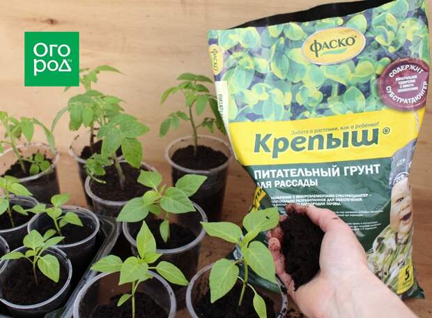 Выращивание рассады