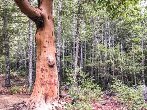 Из первых уст: Заблудиться в трёх секвойях, или Прогулка по парку Big Basin