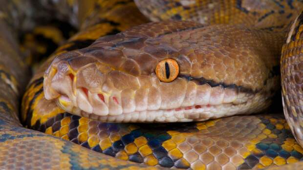 reticulated python eyes