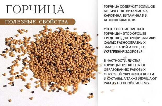 Полезные свойства горчицы