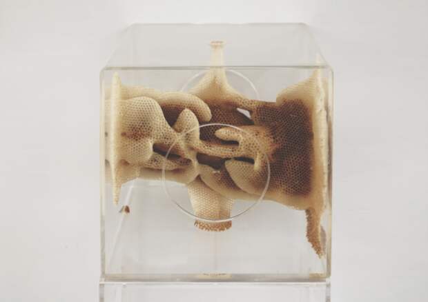 Восковые карты японского пчеловода Восковые карты японского пчеловода воск, карта, пчела, скульптура