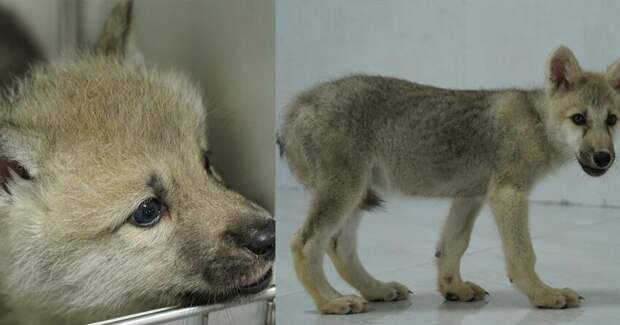 Китайские учёные повернули процесс естественного отбора вспять