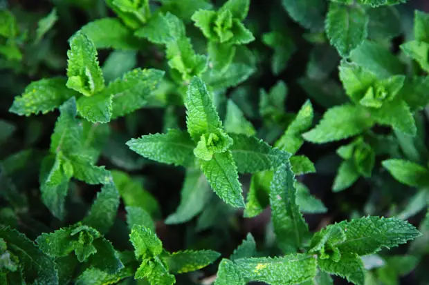 10 ����, ������� ������� ��� ����� ������� � ��������. ����������� ����� 5