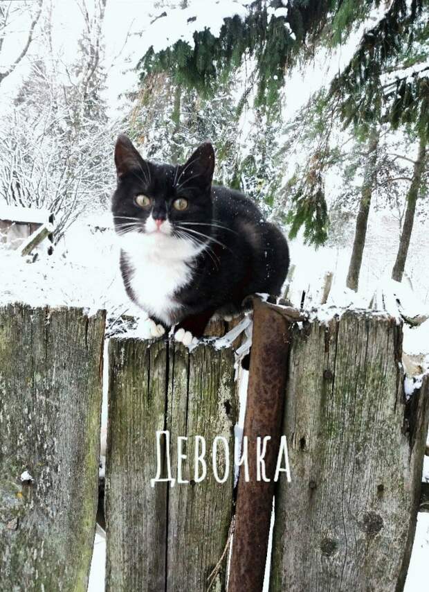 Возьмите в свой дом самый лучший "сладкий подарочек"!
