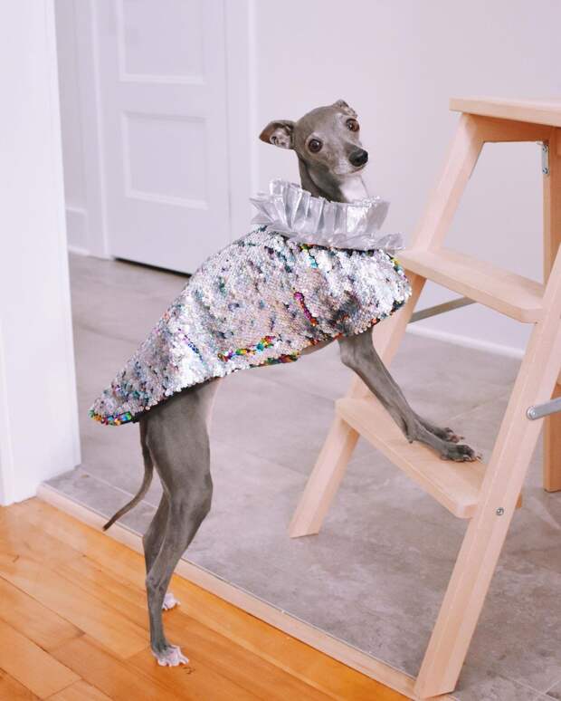 Круче, чем у Кардашьян: как выглядит гардероб самой стильной собаки в «Инстаграме»