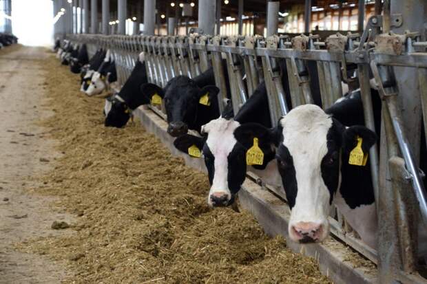 54 новых или реконструированных животноводческих фермы появится в Удмуртии в 2024 году