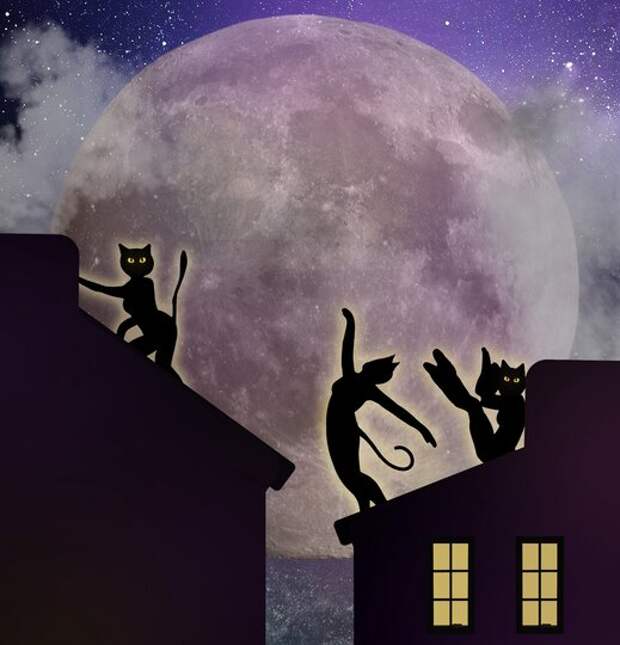 Премьера петербургских "Кошек" состоится в январе!