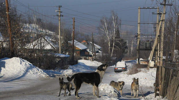 Останина: в Иркутской области следует ввести особый режим из-за нападений собак