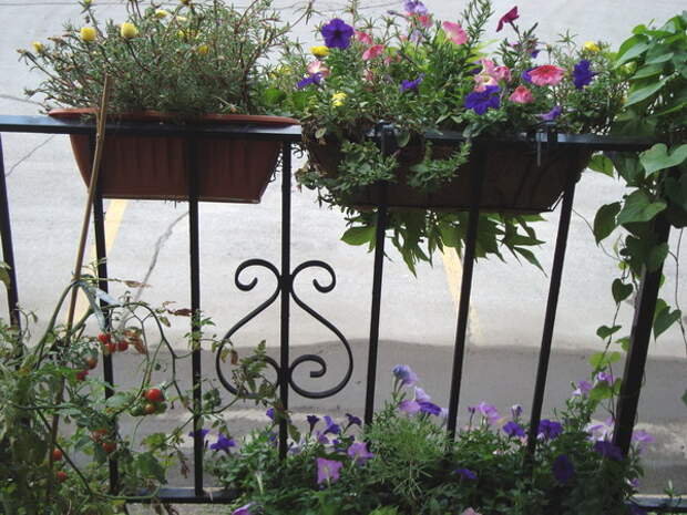 flowers-on-balcony-railing3-5.jpg