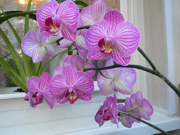 Орхидея для ленивых - фаленопсис.