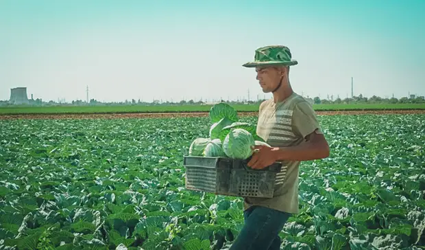 Минсельхоз объяснил, почему в Татарстане подорожала капуста