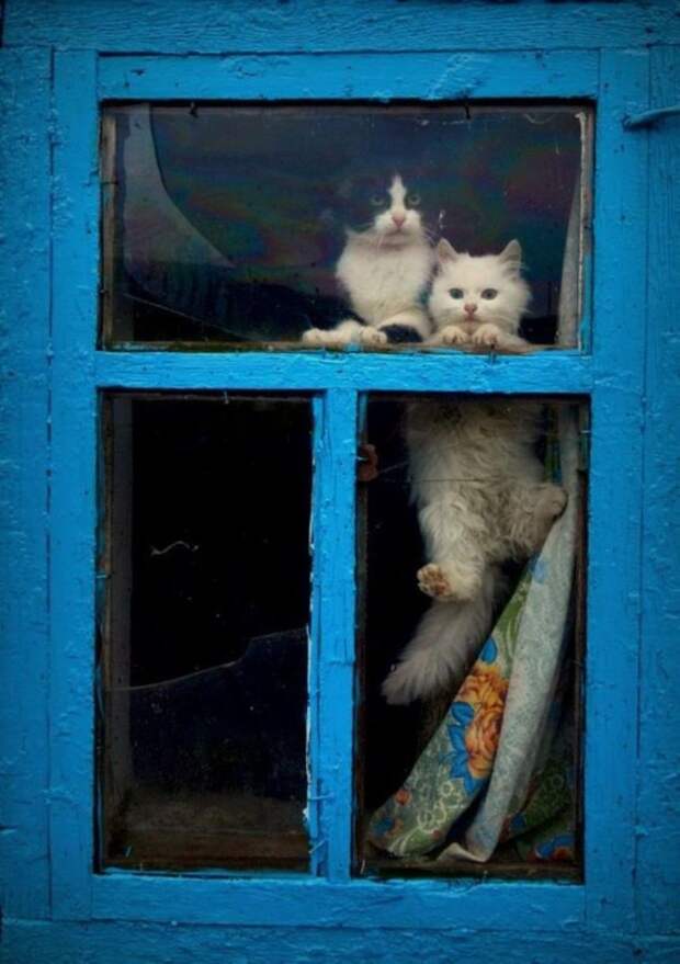 Кошки в окошках животные, коты