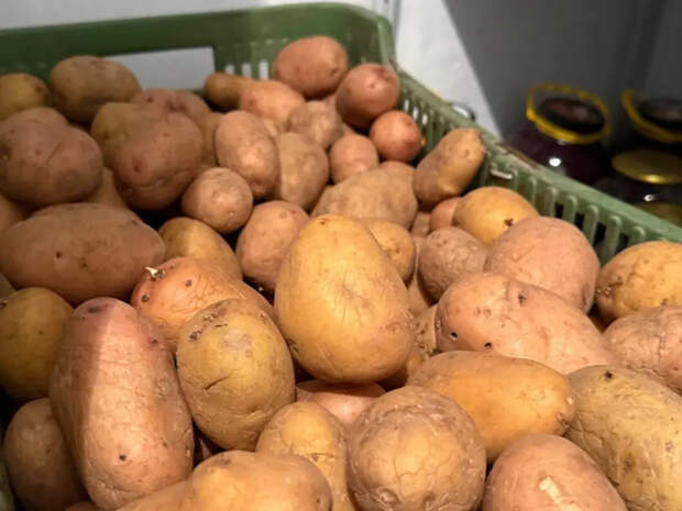 Посадила ведро — собрала 36 ведер: сорт картошки, который выжил и удивил даже в адский сезон