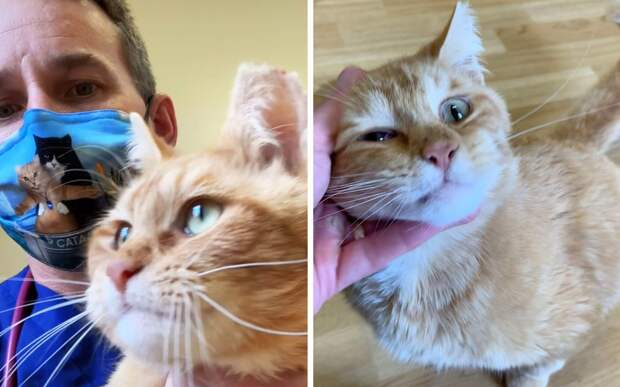 Ветеринар забрал домой трехлапого кота, которого собирались усыпить