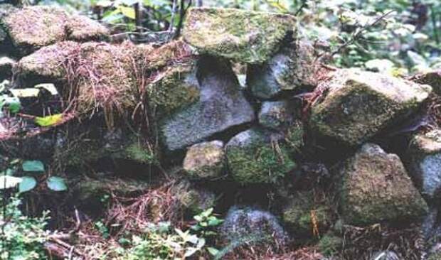 Лес Вайпуа. Фото взято с сайта: https://www.everythingselectric.com/forum/index.php?topic=312.0