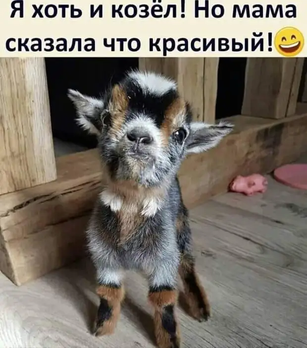 Настоящий друг никогда не спросит: 