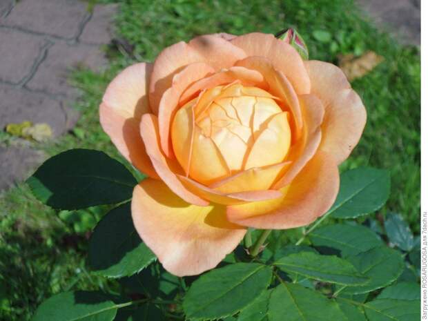 10 роз непрерывного цветения: проверенные и эффектные сорта