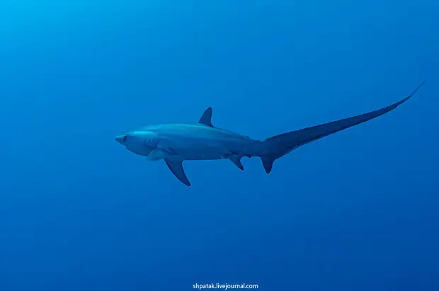 Tresher shark - �����-������