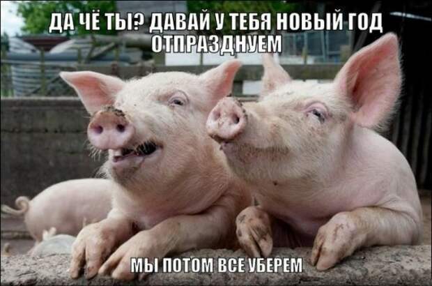 Смешные новогодние фото