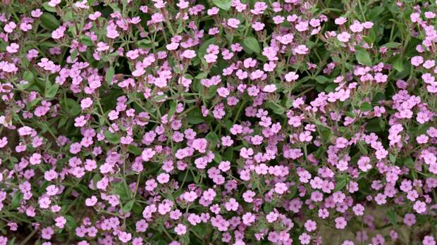 Живой водопад из цветов: сапонария вытесняет петунии с балконов и террас