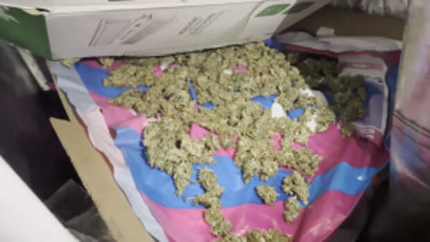 Полицейские в Подмосковье задержали мужчину, в гараже которого изъяли около полукилограмма марихуаны