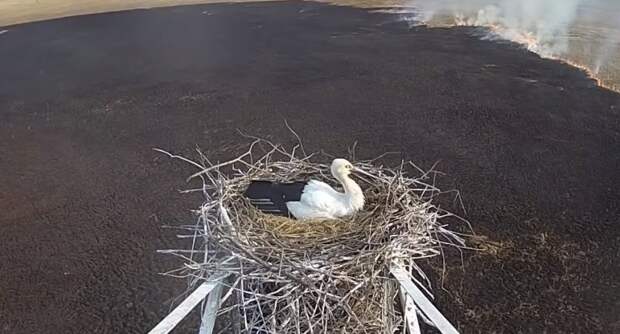 Самка аиста не покинула своё гнездо во время пожара аист, амурская область, видео, животные, пожар, птицы, россия