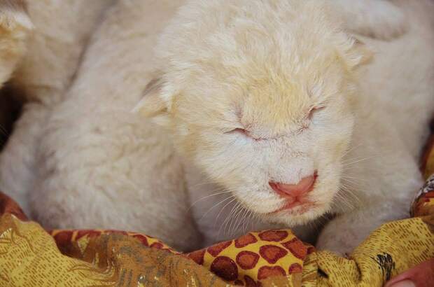 Слепой белоснежный котенок. Фото: Татьяна Алексагина 