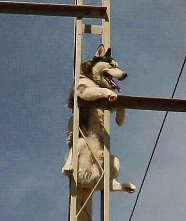 Высоко сижу, но можно уже снимать животные, застряли, любопытные, смешные, фото