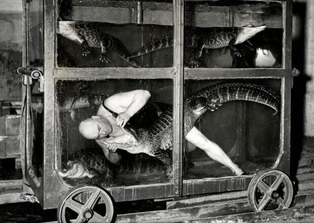 Цирковой артист в вагоне-аквариуме с крокодилами. Берлин, 1933 год. история, ретро, фото