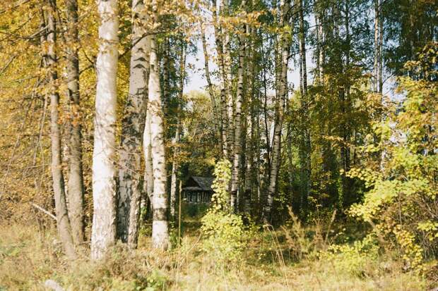 Итоги дня: отмена противопожарного режима в лесах Удмуртии и ускоренная регистрация браков для мобилизованных