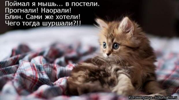 Новая котоматрица на Бугаге (44 фото)