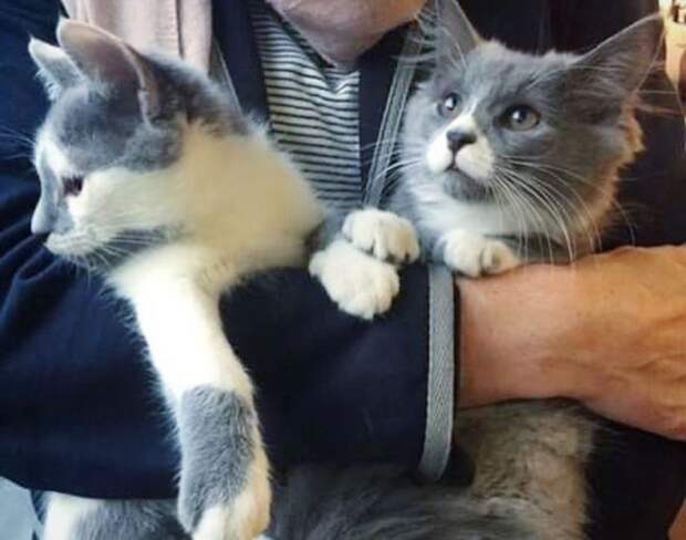Без кота и жизнь не та