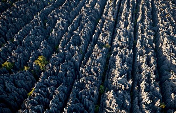 Каменный лес на Мадагаскаре. Фото