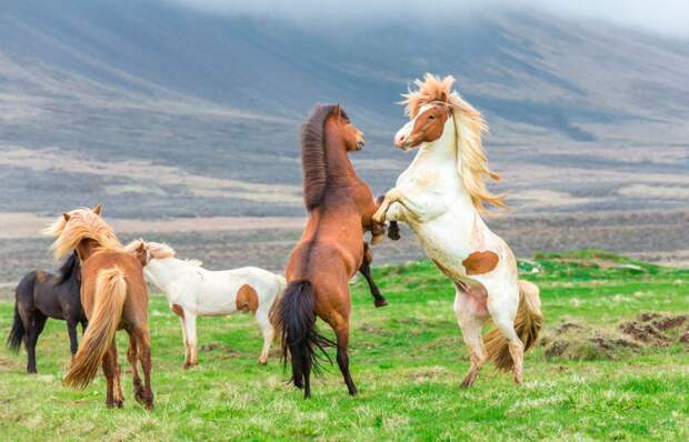 Картинки по запросу фото лошадь привела диких лошадей