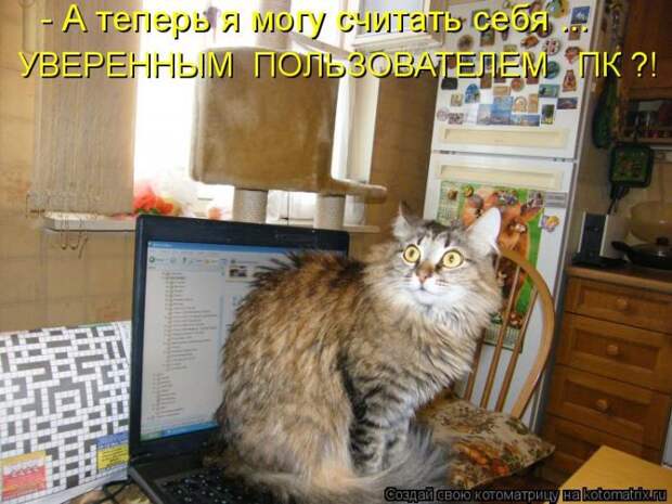 Лучшие котоматрицы недели (50 фото)