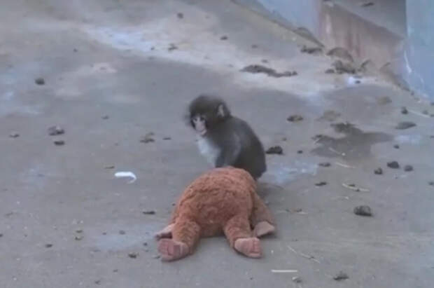 Макака Панч из зоопарка Итикавы подружился с сородичами после травли