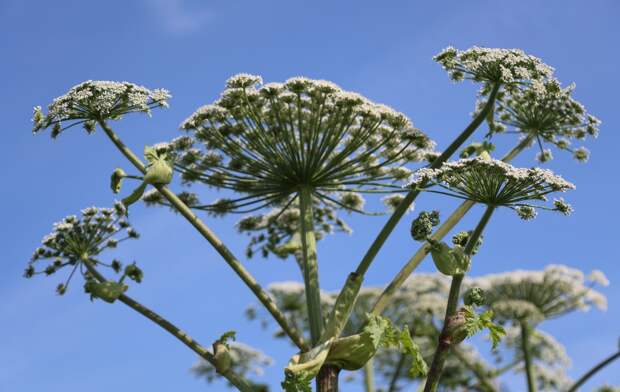 Дачникам напомнили о штрафах за ряд растений